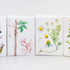 Coleção Herbária - Jasmim - Image 2